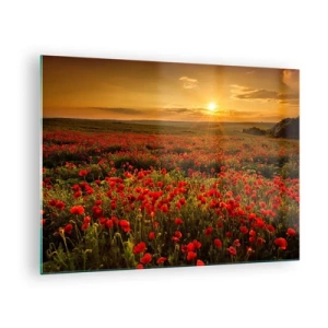 Cuadro sobre vidrio - Impresiones sobre Vidrio - Un campo de amapolas iluminado por los rayos del sol poniente. - 70x50cm - Entre los campos de flores - Decoración de pared moderna para salón y dormitorio ARTTOR