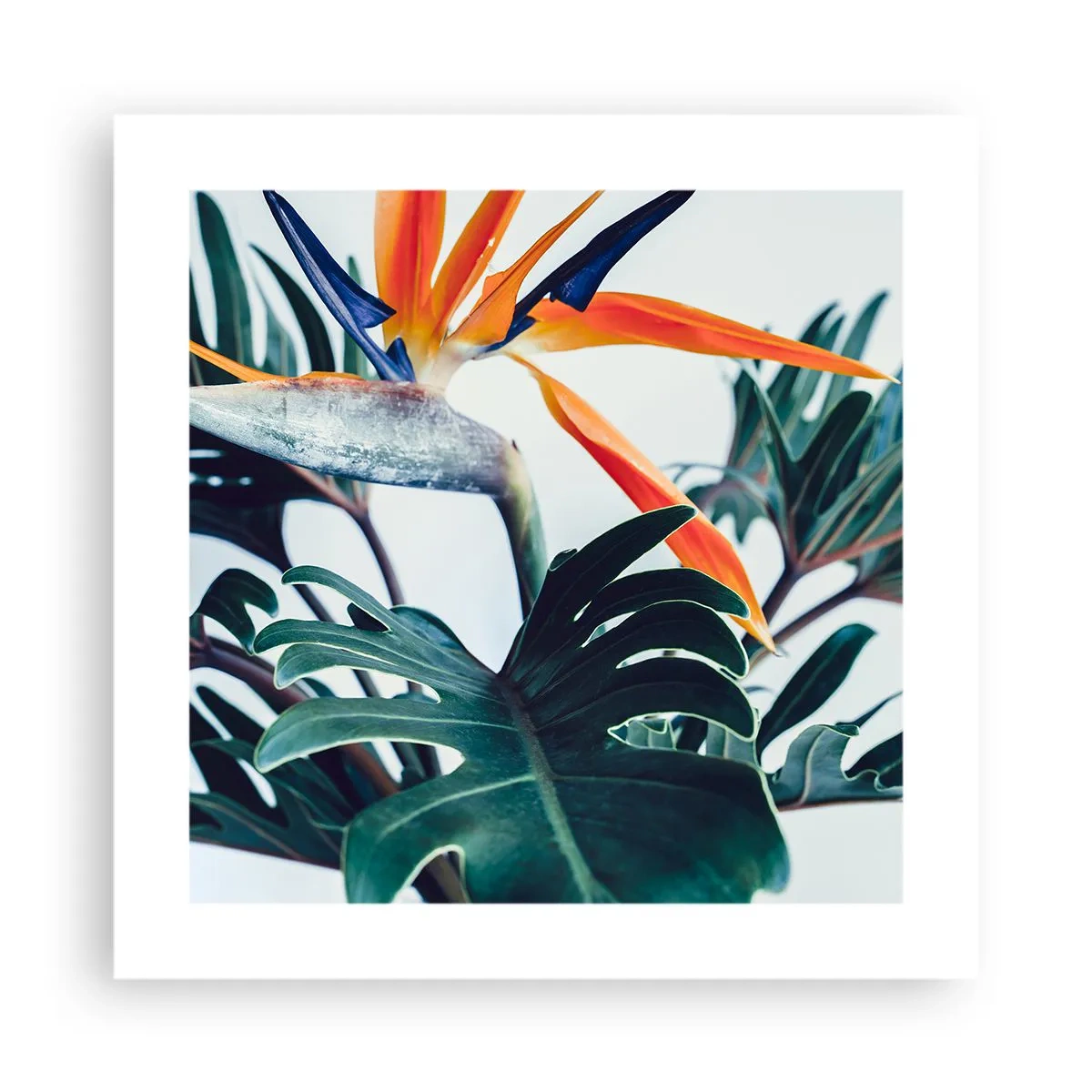Póster - La jaula del pájaro colorido - 40x40 cm