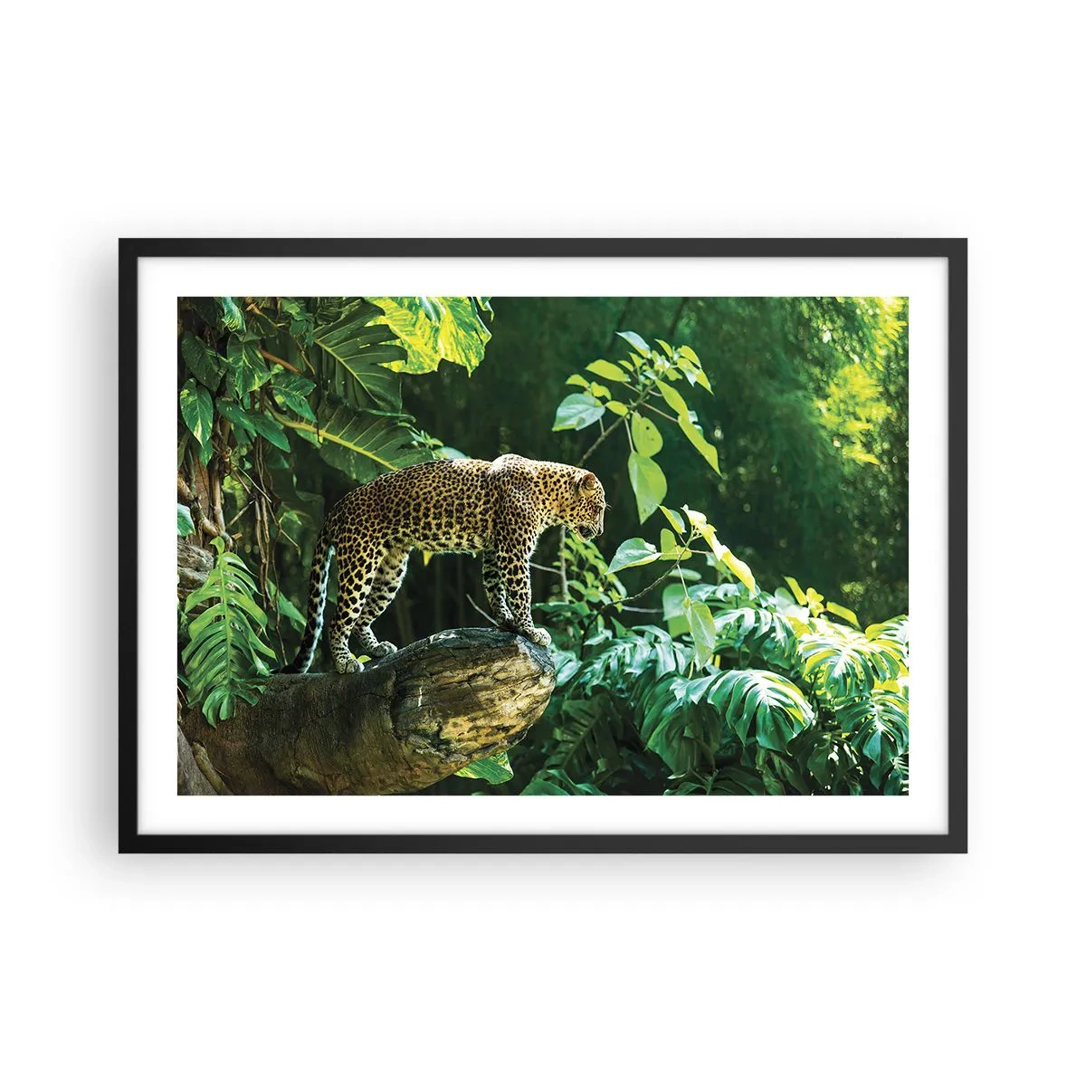Póster en marco negro - Un leopardo de pie sobre una roca rodeado de vegetación tropical. - 70x50cm - ¿A la caza? - Decoración de pared moderna para salón y dormitorio ARTTOR