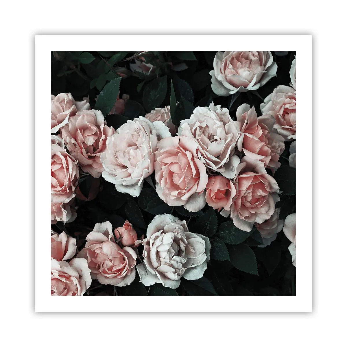Póster - Conjunto de rosas - 60x60 cm