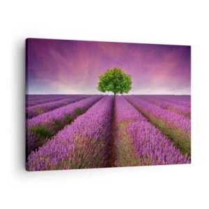 Cuadro sobre lienzo - Impresión de Imagen - Un campo de lavanda con un árbol solitario y un cielo púrpura. - 70x50cm - En los campos de lavanda - Decoración de pared moderna para salón y dormitorio ARTTOR