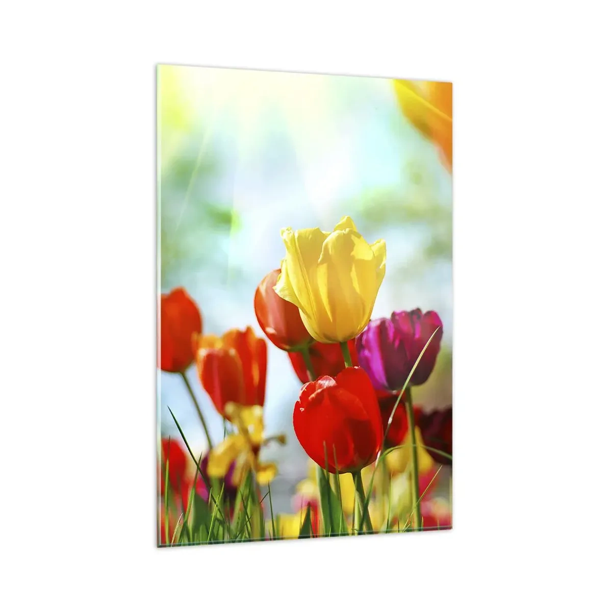 Cuadro sobre vidrio - Impresiones sobre Vidrio - Tulipanes coloridos bajo el sol - 80x120cm - Todos los tonos del sol - Decoración de pared moderna para salón y dormitorio ARTTOR