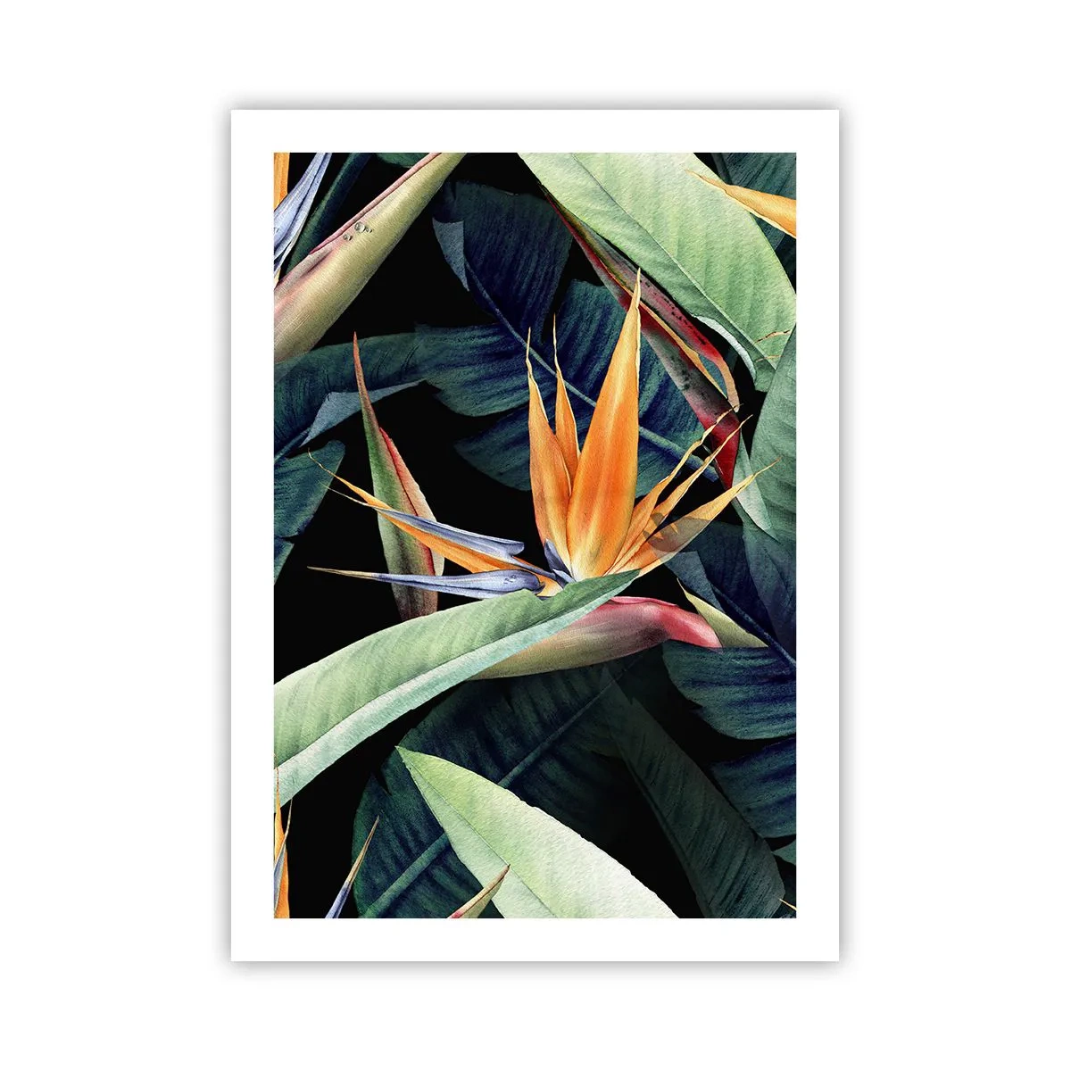 Póster - Flor exótica de strelitzia sobre un fondo oscuro. - 50x70cm - Flores de llamas de los trópicos - Decoración de pared moderna para salón y dormitorio ARTTOR