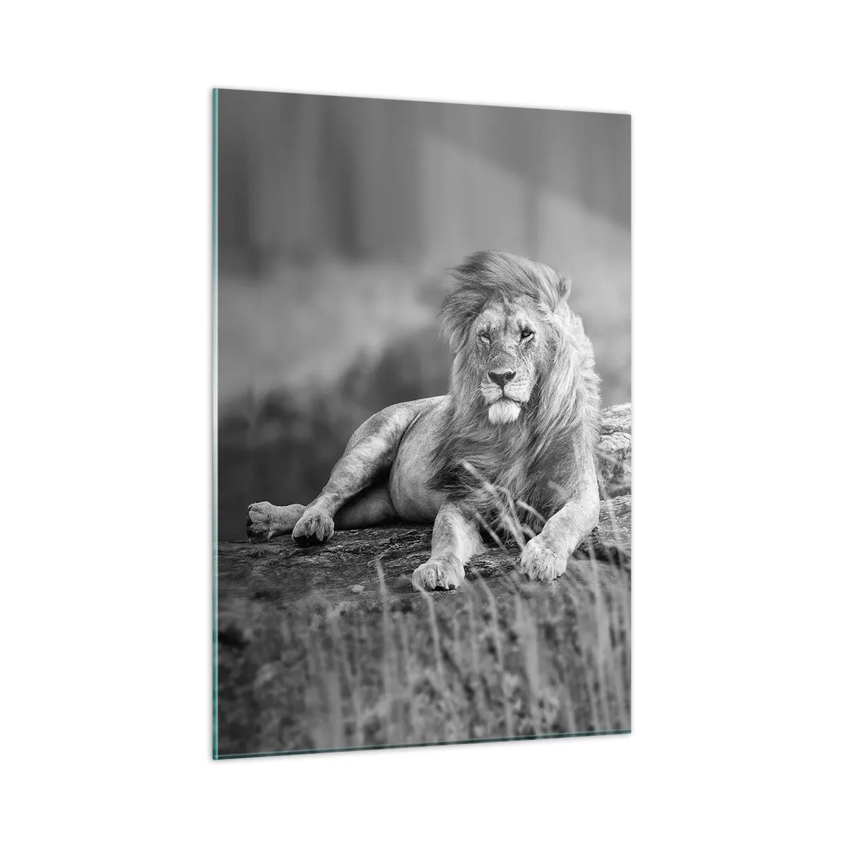 Cuadro sobre vidrio - Impresiones sobre Vidrio - Un león descansando sobre una roca en un paisaje monocromático. - 50x70cm - La siesta real - Decoración de pared moderna para salón y dormitorio ARTTOR