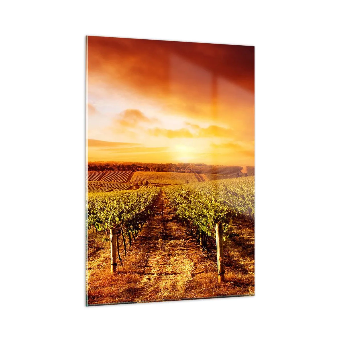 Cuadro sobre vidrio - Impresiones sobre Vidrio - Vides en un campo al atardecer - 50x70cm - Delicadamente afrutado con un toque de sol - Decoración de pared moderna para salón y dormitorio ARTTOR