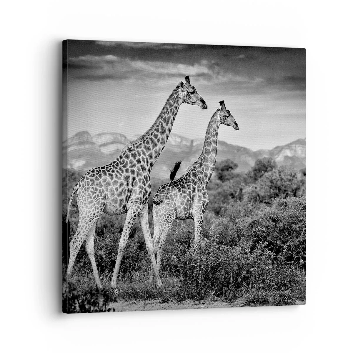 Cuadro sobre lienzo - Impresión de Imagen - La clase alta de África - 30x30 cm