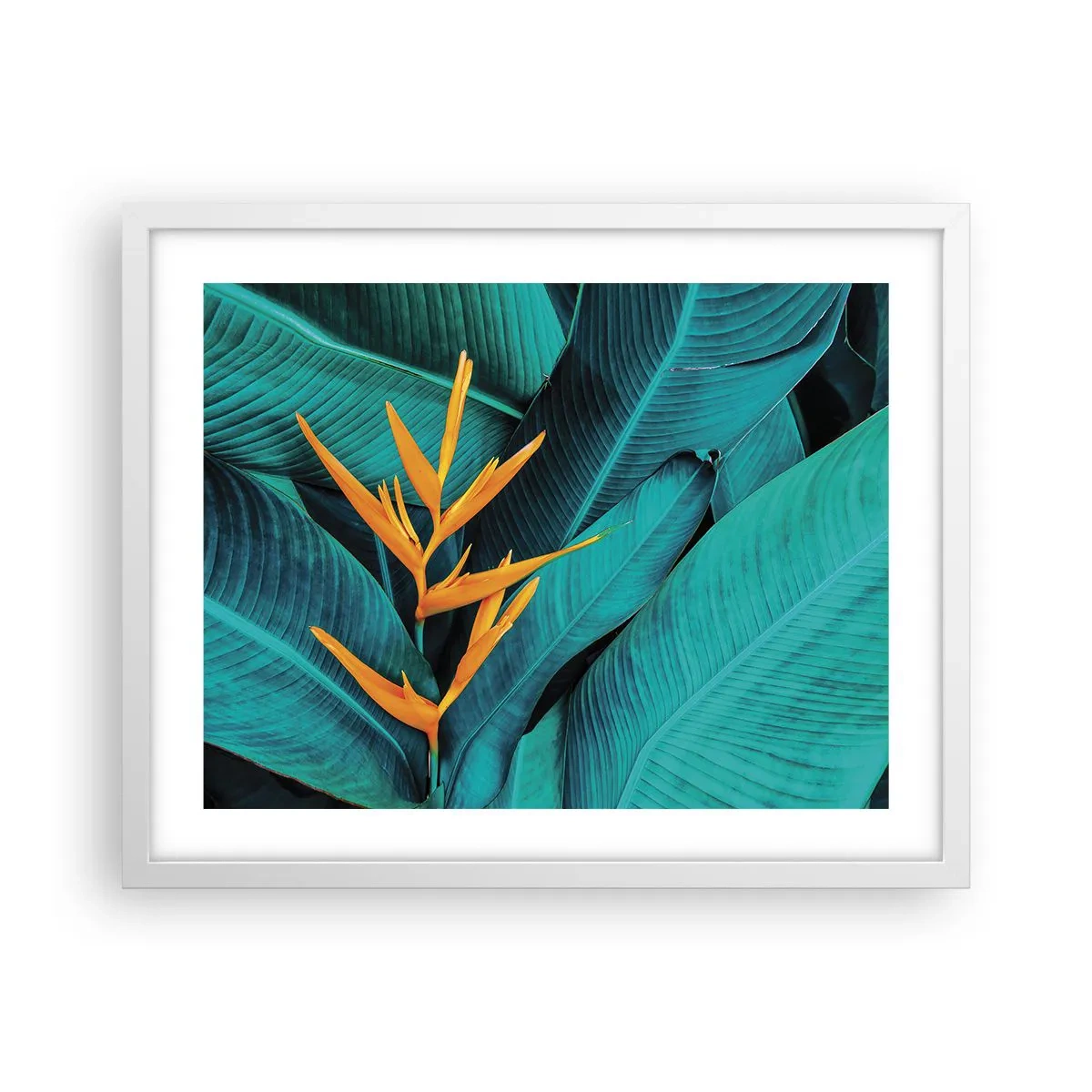 Póster en marco blanco - Flor del Edén - 50x40 cm