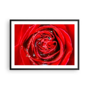 Póster en marco negro - Primer plano de una rosa roja con gotas de agua en los pétalos. - 70x50cm - En gotas de rocío - Decoración de pared moderna para salón y dormitorio ARTTOR