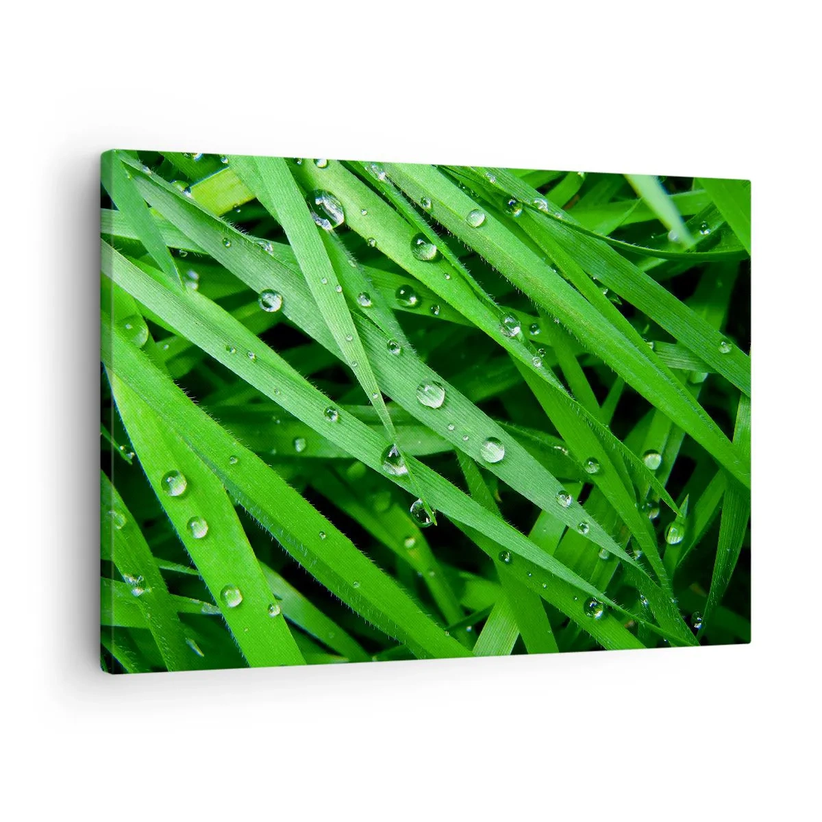 Cuadro sobre lienzo - Impresión de Imagen - Primer plano de hojas verdes de hierba con gotas de rocío - 70x50cm - Jugar al verde - Decoración de pared moderna para salón y dormitorio ARTTOR