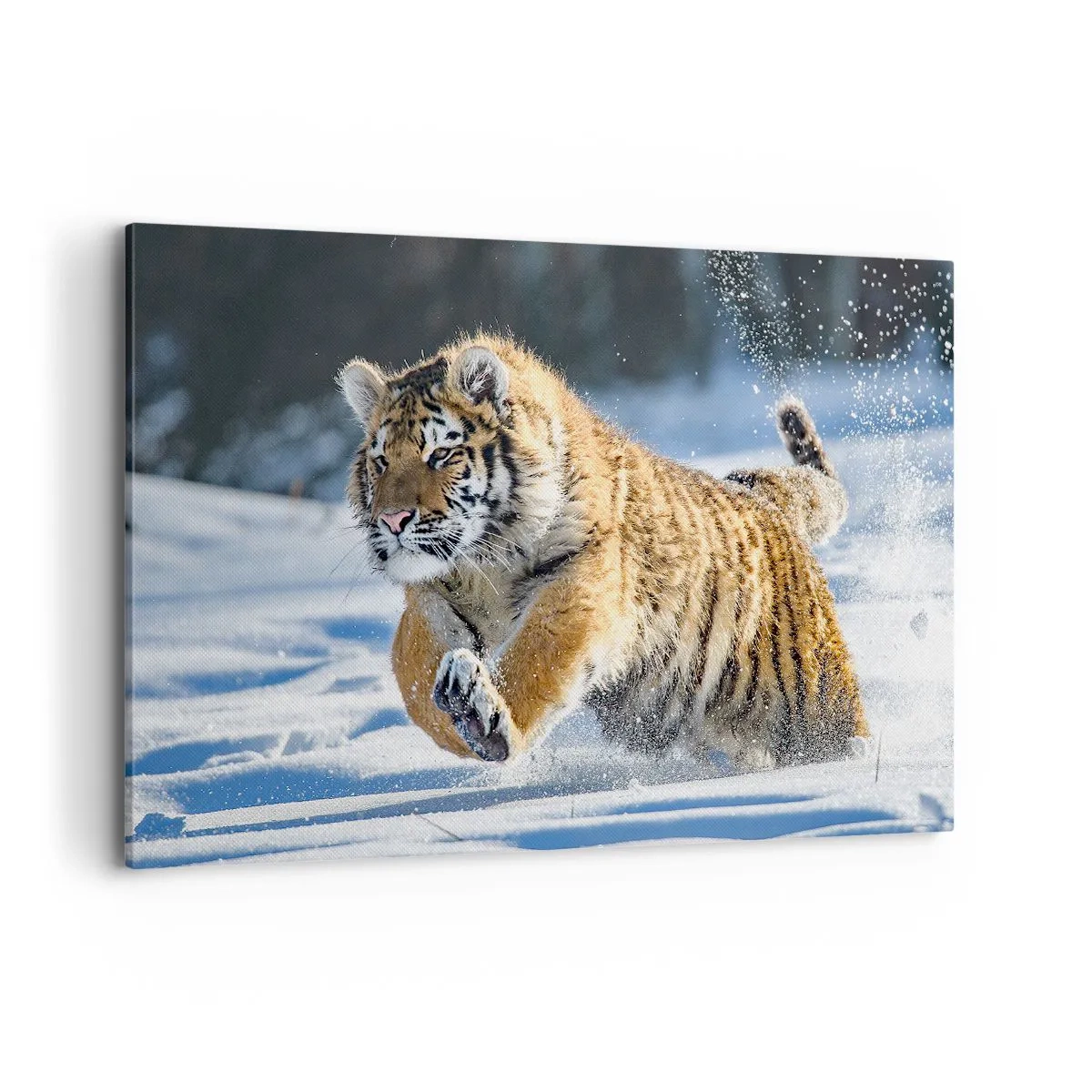 Cuadro sobre lienzo - Impresión de Imagen - Un tigre siberiano corriendo en un paisaje nevado. - 120x80cm - Dios de la taiga siberiana - Decoración de pared moderna para salón y dormitorio ARTTOR