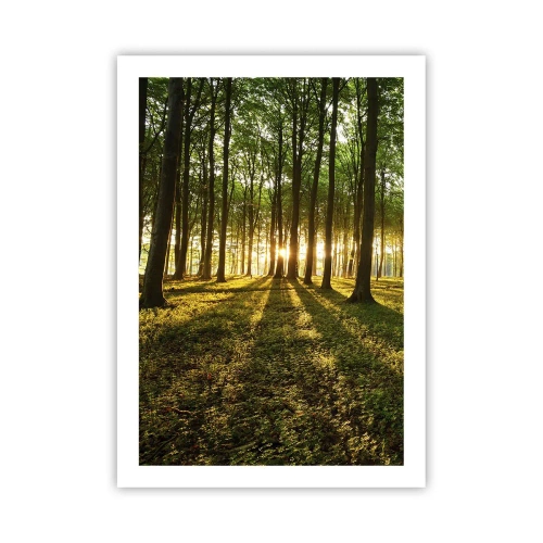 Póster - Un bosque iluminado por los rayos del sol poniente. - 50x70cm - Una fotografía de todos los manantiales - Decoración de pared moderna para salón y dormitorio ARTTOR