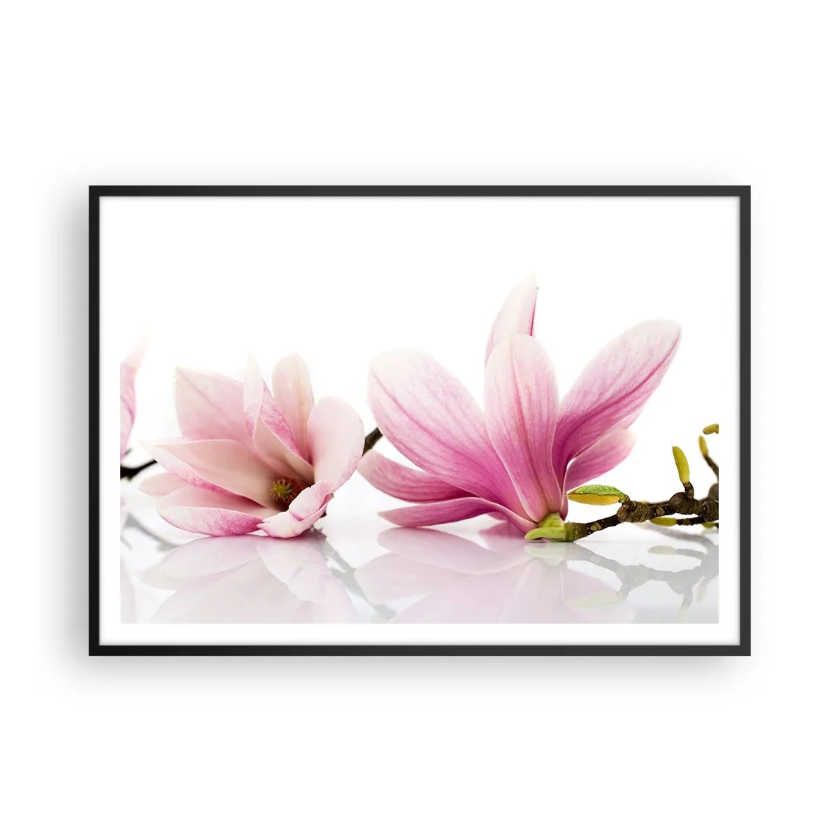 Póster en marco negro - Delicadas magnolias rosas sobre un fondo blanco. - 100x70cm - Suave como un soplo de primavera - Decoración de pared moderna para salón y dormitorio ARTTOR