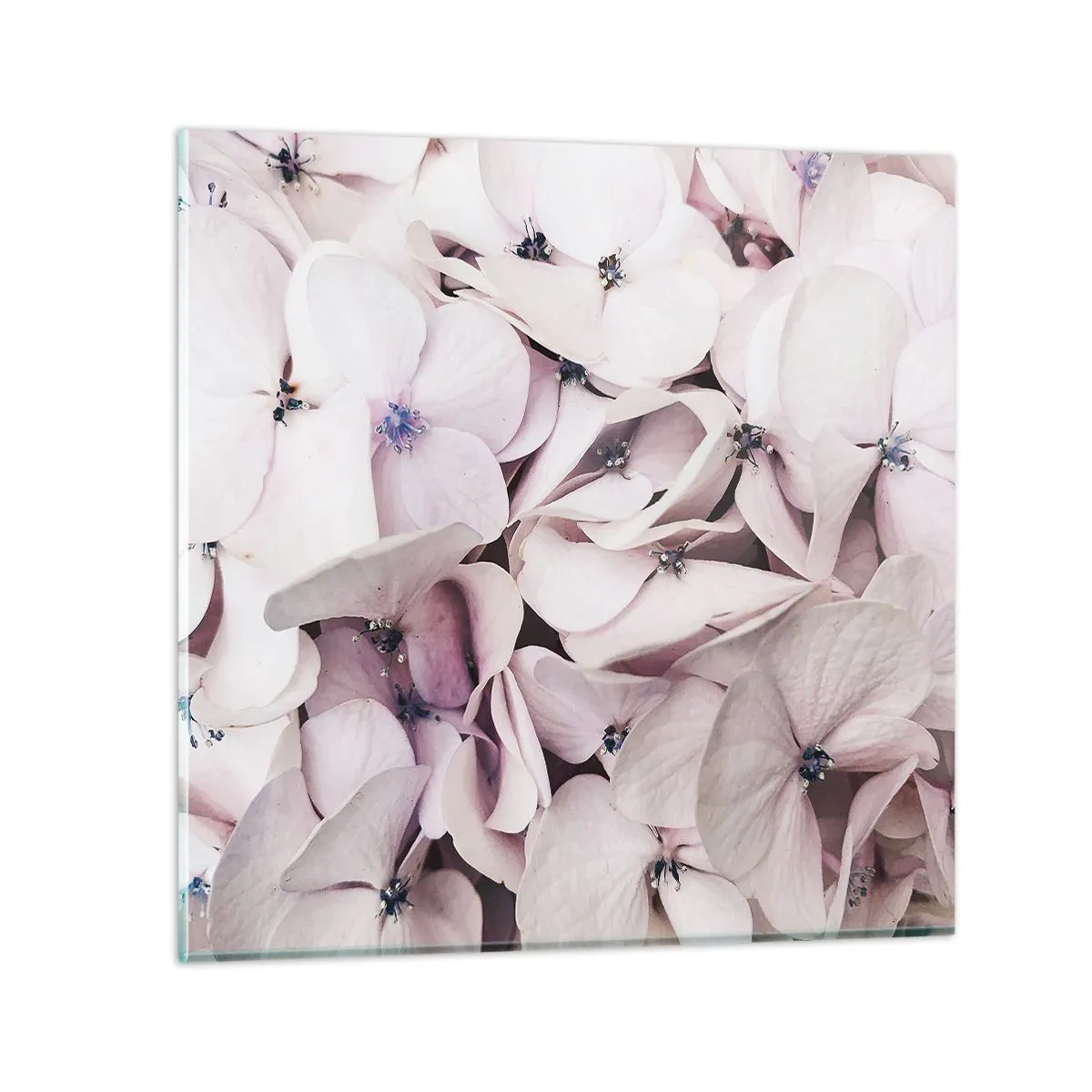 Cuadro sobre vidrio - Impresiones sobre Vidrio - En un torrente de flores - 60x60 cm