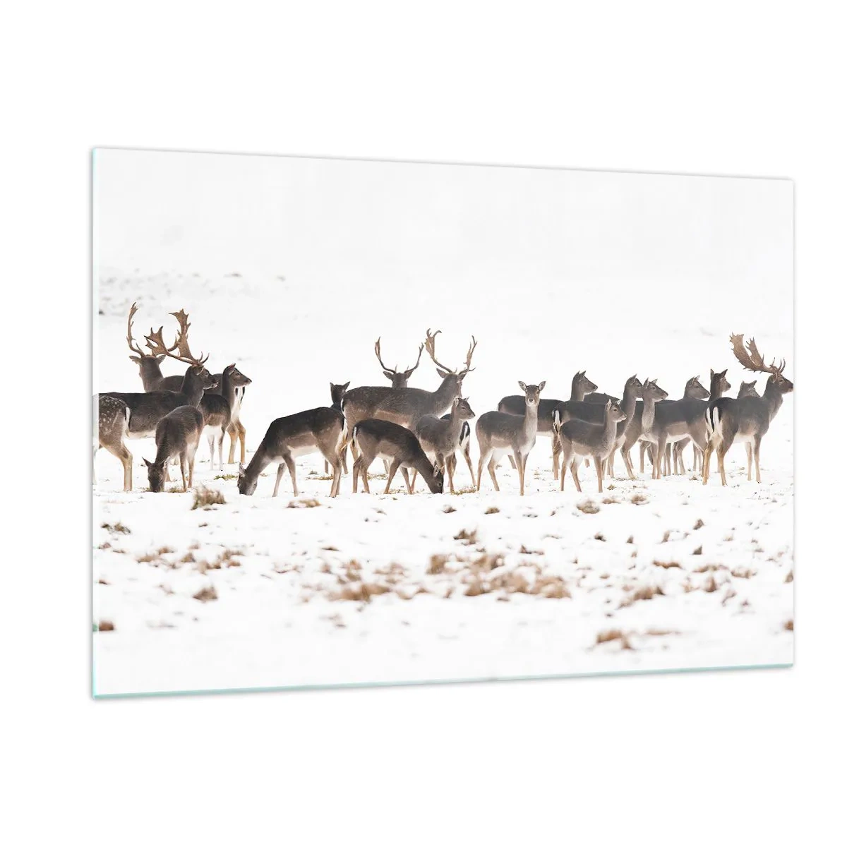 Cuadro sobre vidrio - Impresiones sobre Vidrio - Una fotografía de una manada de ciervos en un paisaje nevado. - 120x80cm - ¿Se acerca la Navidad? - Decoración de pared moderna para salón y dormitorio ARTTOR
