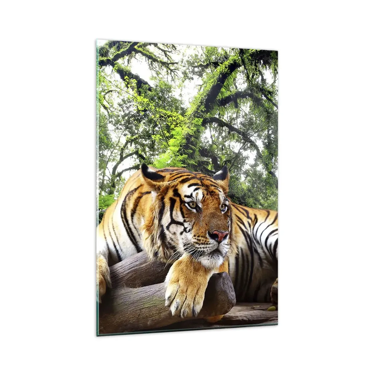 Cuadro sobre vidrio - Impresiones sobre Vidrio - Un tigre descansando en un bosque tropical. - 80x120cm - Atentamente - Decoración de pared moderna para salón y dormitorio ARTTOR