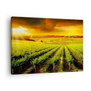 Cuadro sobre lienzo - Impresión de Imagen - Viñedos dorados iluminados por los rayos del sol. - 70x50cm - Bajo el sol de Australia - Decoración de pared moderna para salón y dormitorio ARTTOR