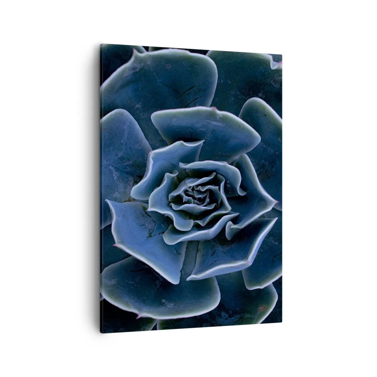 Cuadro sobre lienzo - Impresión de Imagen - Primer plano de una roseta suculenta verde - 50x70cm - Flor del desierto - Decoración de pared moderna para salón y dormitorio ARTTOR