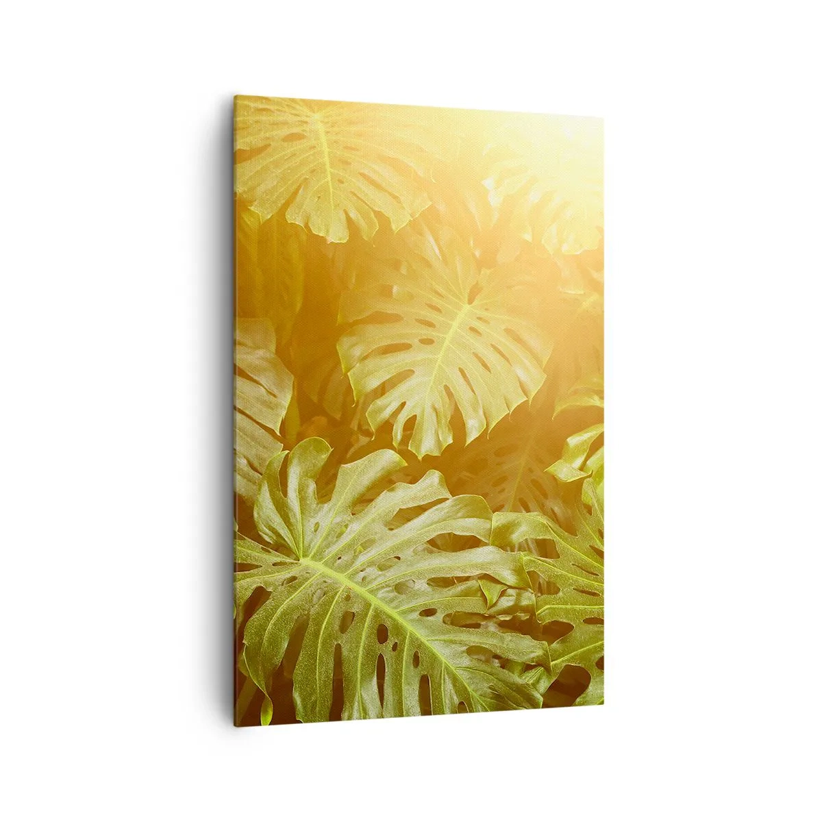 Cuadro sobre lienzo - Impresión de Imagen - Hojas de monstera a la luz del sol sobre un fondo natural. - 80x120cm - Hacia el verdor... - Decoración de pared moderna para salón y dormitorio ARTTOR