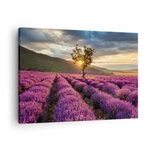 Cuadro sobre lienzo - Impresión de Imagen - Un campo de lavanda con un árbol solitario al atardecer. - 70x50cm - Aroma en lila - Decoración de pared moderna para salón y dormitorio ARTTOR