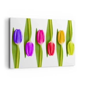 Cuadro sobre lienzo - Impresión de Imagen - Tulipanes multicolores dispuestos en fila sobre un fondo blanco. - 120x80cm - Composición del arco iris - Decoración de pared moderna para salón y dormitorio ARTTOR