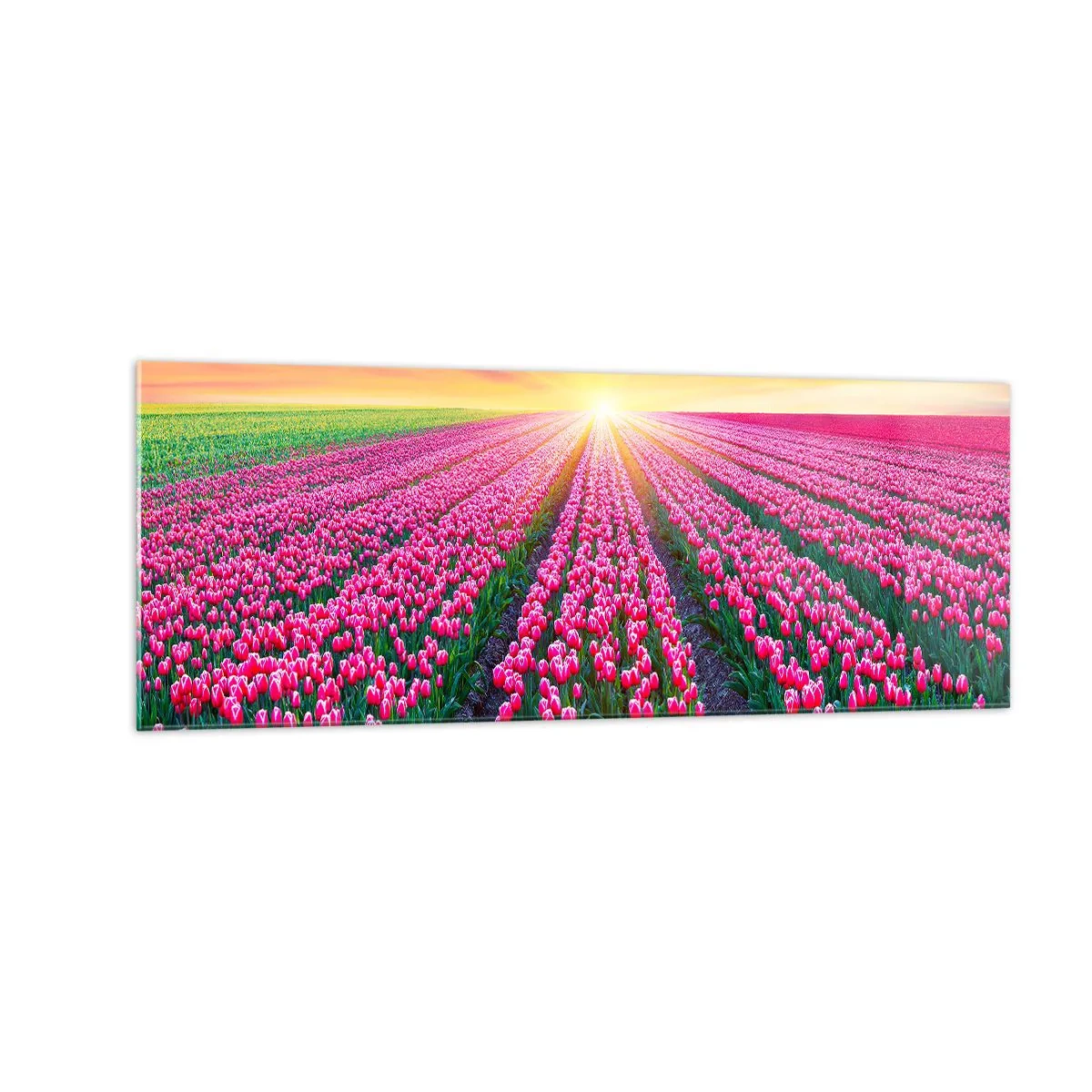 Cuadro sobre vidrio - Impresiones sobre Vidrio - Un campo de tulipanes al atardecer - 140x50cm - Granja de belleza - Decoración de pared moderna para salón y dormitorio ARTTOR