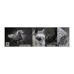 Muestra de fotomural Premium Sand - El gris es hermoso - animales, caballo arabe, Naturaleza - 100x30 cm