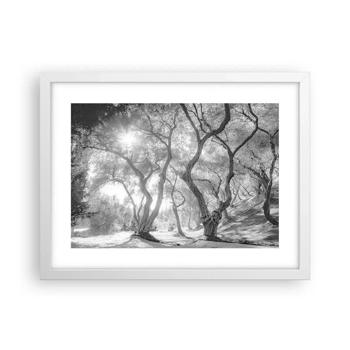 Póster en marco blanco - En un olivar - 40x30 cm