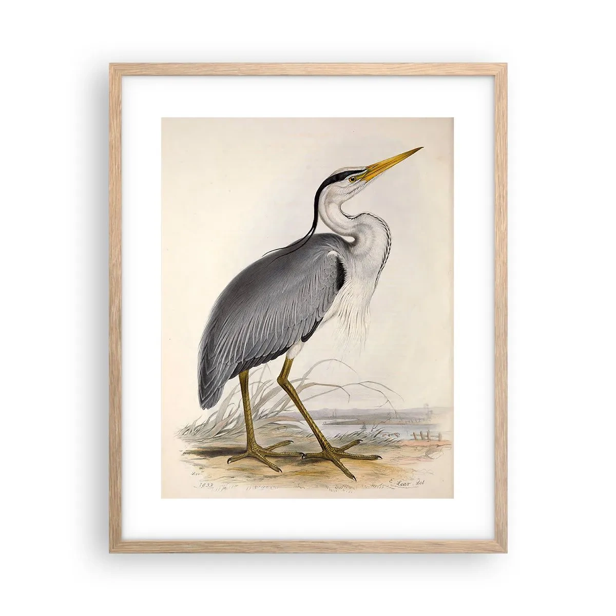 Póster en marco roble claro - Encanto de garza - 40x50 cm