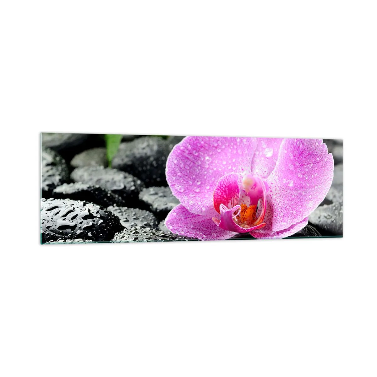 Cuadro sobre vidrio - Impresiones sobre Vidrio - Orquídea rosa sobre piedras negras mojadas con hojas verdes - 160x50cm - Como un corazón abierto - Decoración de pared moderna para salón y dormitorio ARTTOR