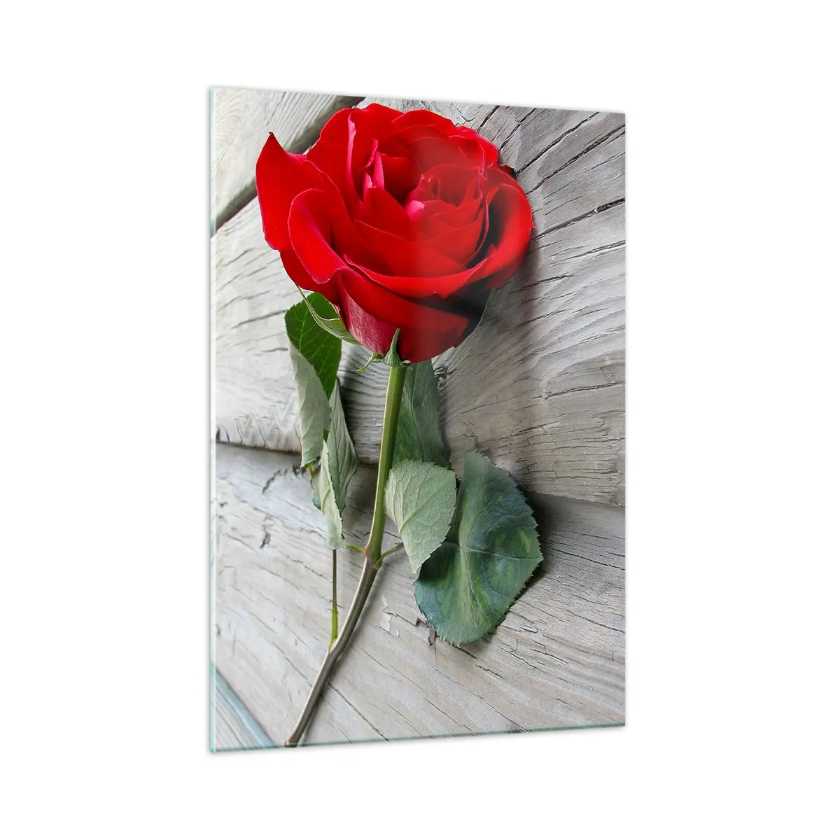 Cuadro sobre vidrio - Impresiones sobre Vidrio - Rosa roja sobre una tabla de madera - 50x70cm - Estudio en escarlata - Decoración de pared moderna para salón y dormitorio ARTTOR