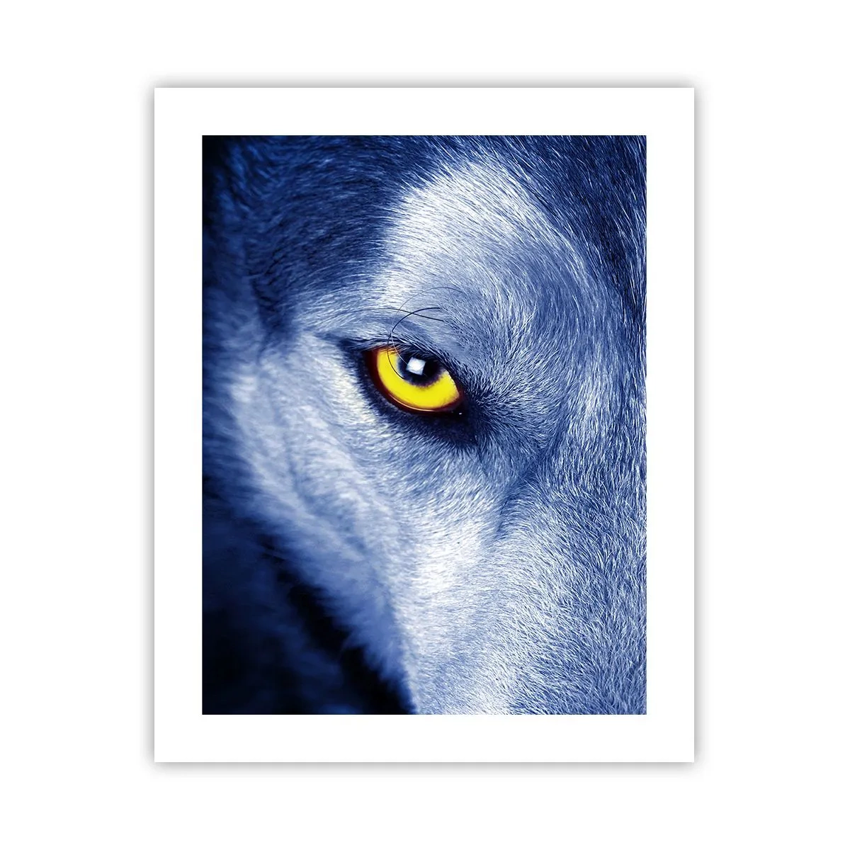 Póster - La mirada hipnótica - 40x50 cm