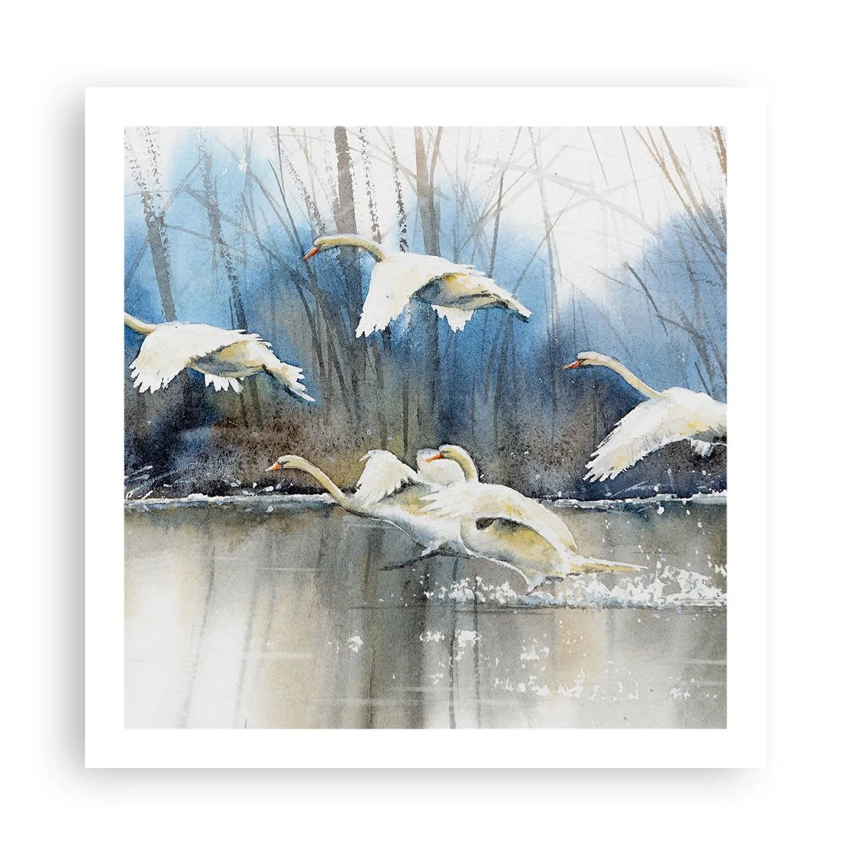 Póster - Como en un cuento de cisnes salvajes - 60x60 cm