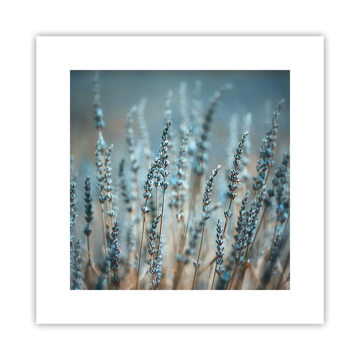 Póster - Fragante pasto - 30x30 cm