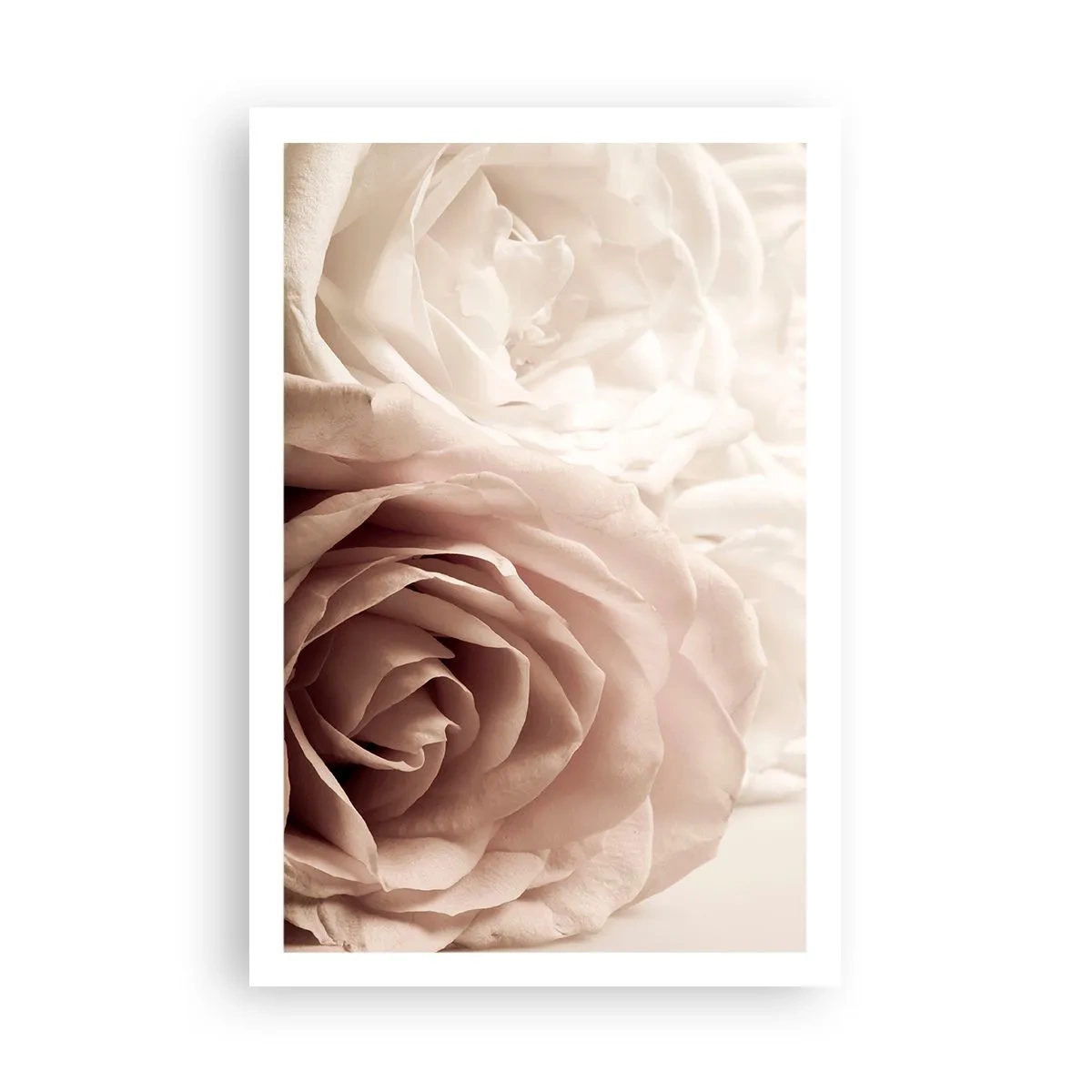 Póster - En el corazón de una rosa - 61x91 cm