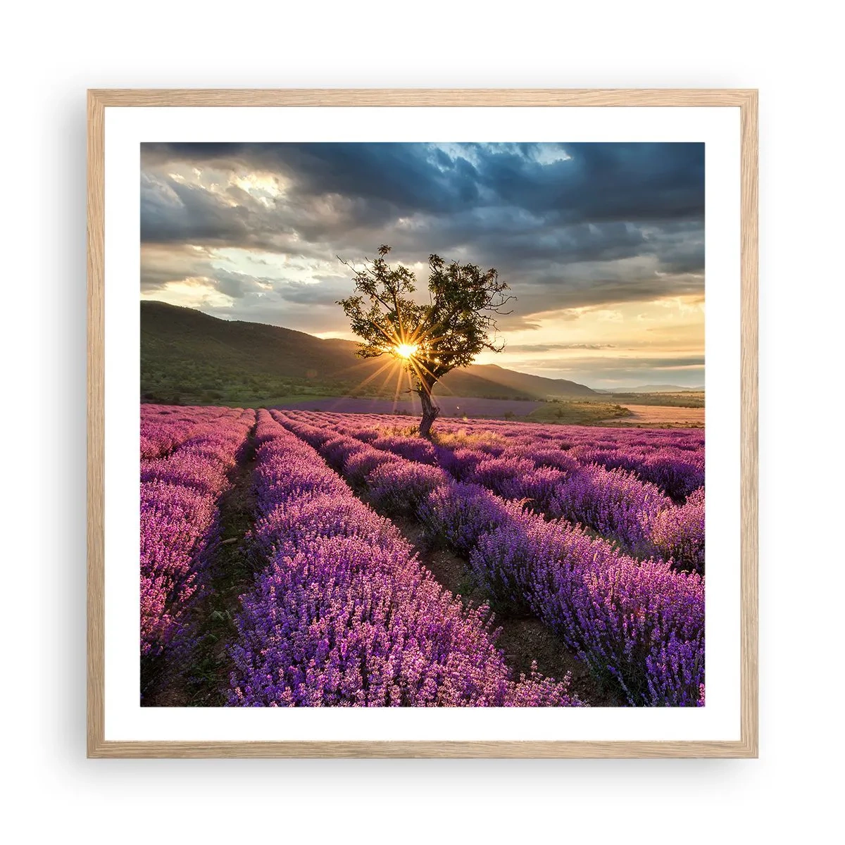 Póster en marco roble claro - Aroma en lila - 60x60 cm