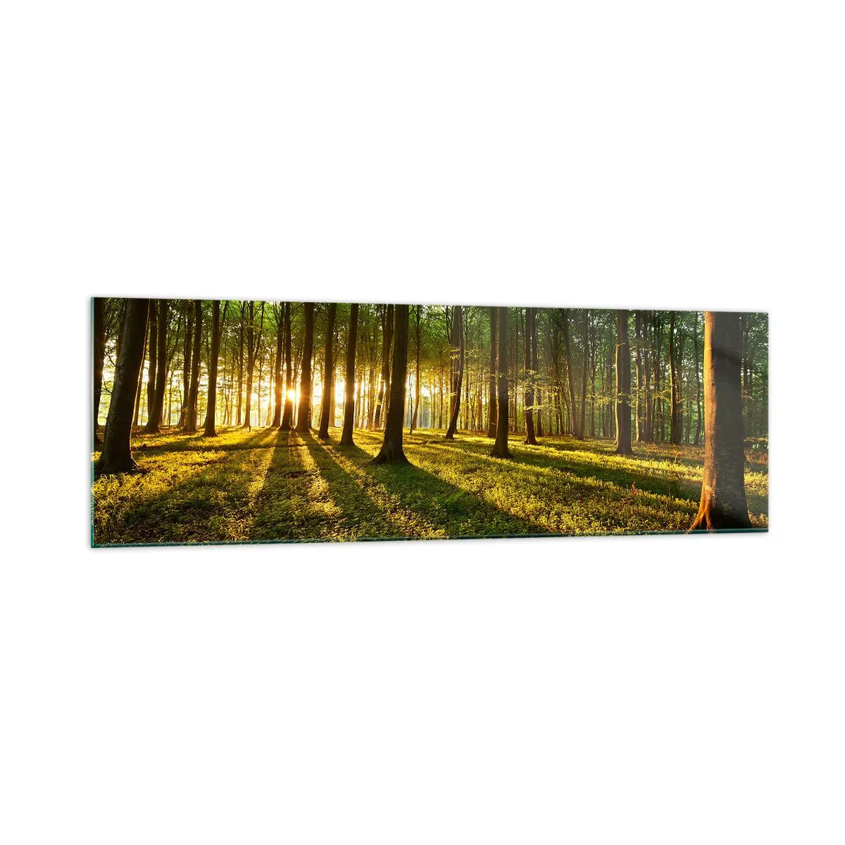 Cuadro sobre vidrio - Impresiones sobre Vidrio - El sol poniente en el bosque caducifolio - 160x50cm - Una fotografía de todos los manantiales - Decoración de pared moderna para salón y dormitorio ARTTOR