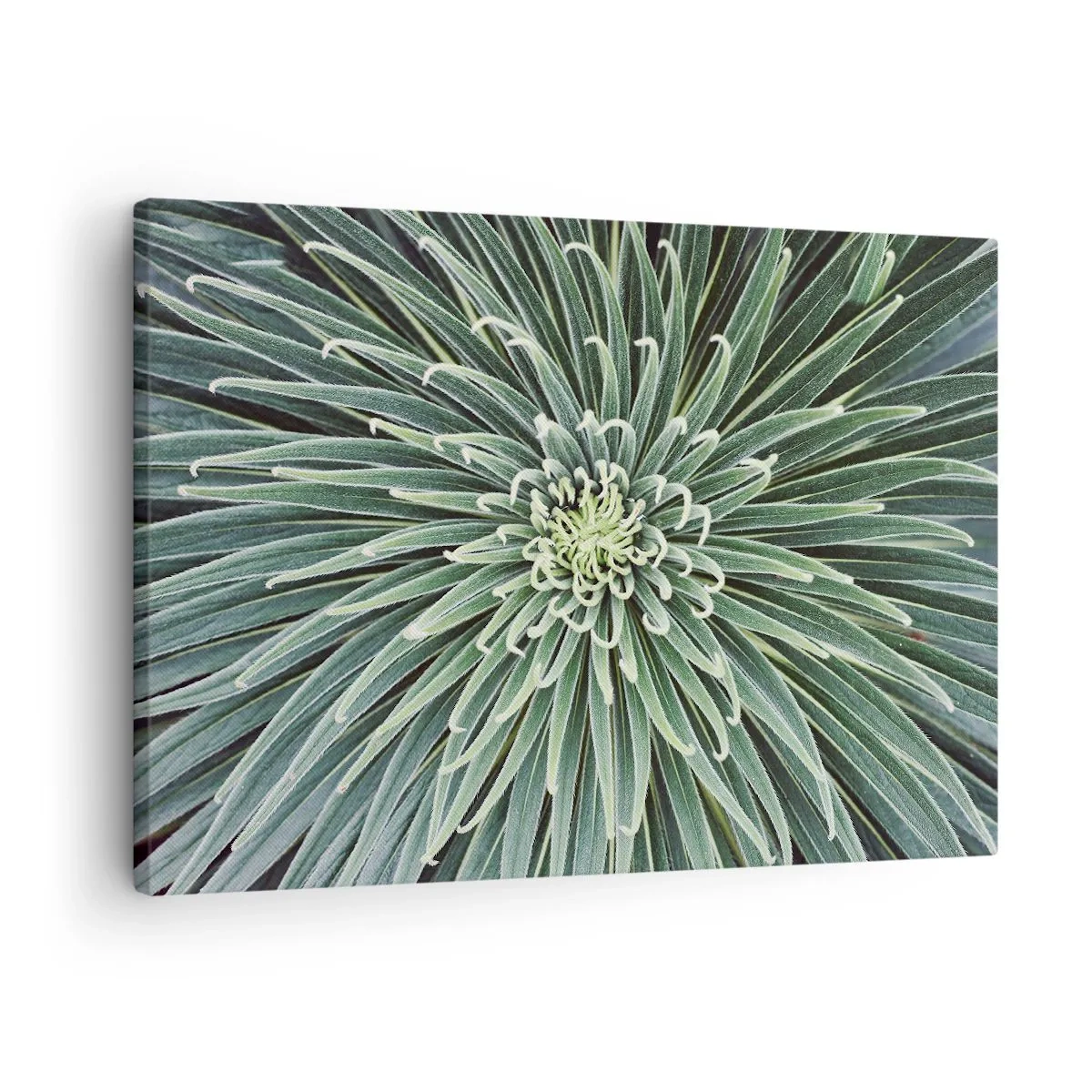 Cuadro sobre lienzo - Impresión de Imagen - Disposición simétrica de hojas verdes que se asemeja a una estrella. - 70x50cm - El nacimiento de una estrella - Decoración de pared moderna para salón y dormitorio ARTTOR