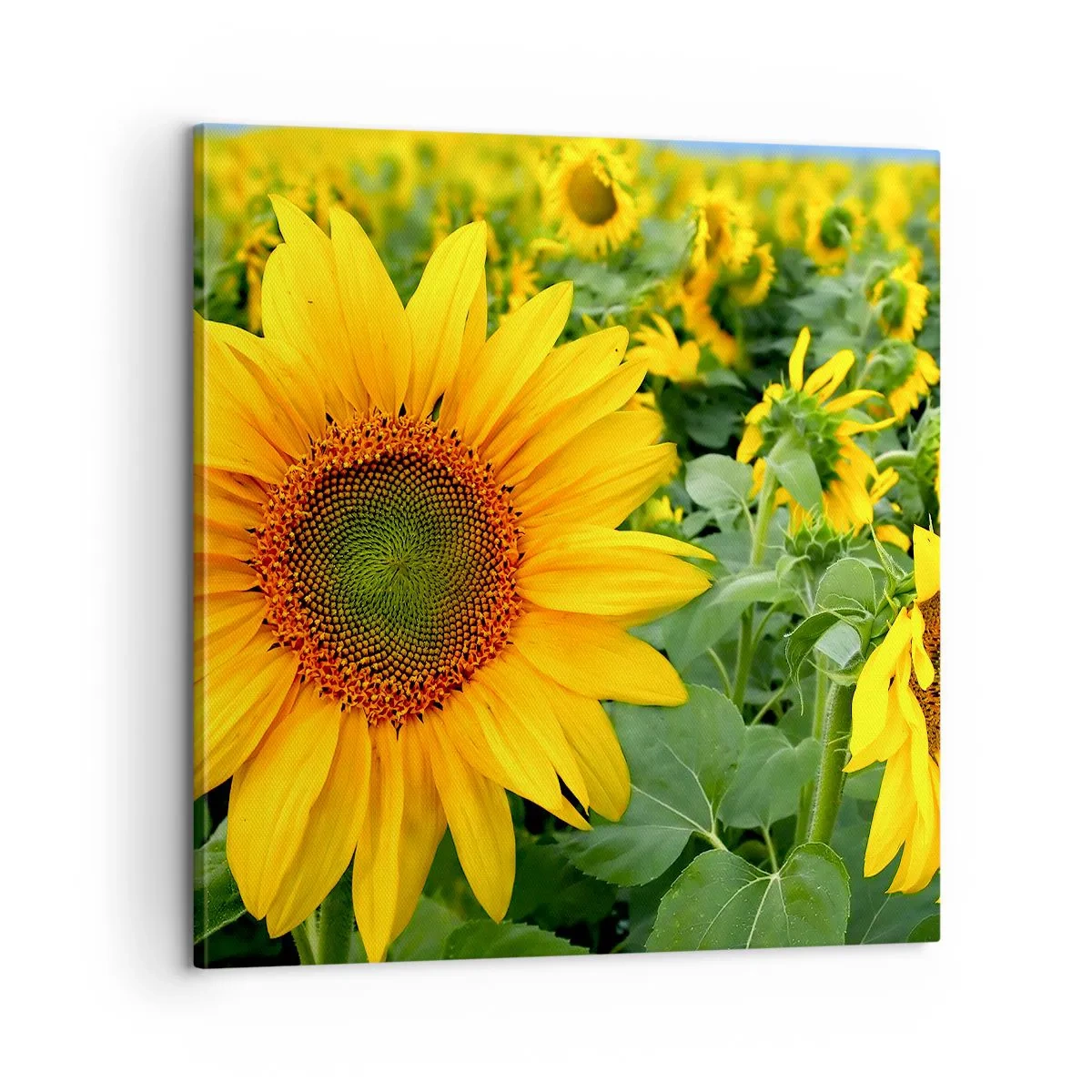 Cuadro sobre lienzo - Impresión de Imagen - Cientos de soles estallan - 60x60 cm