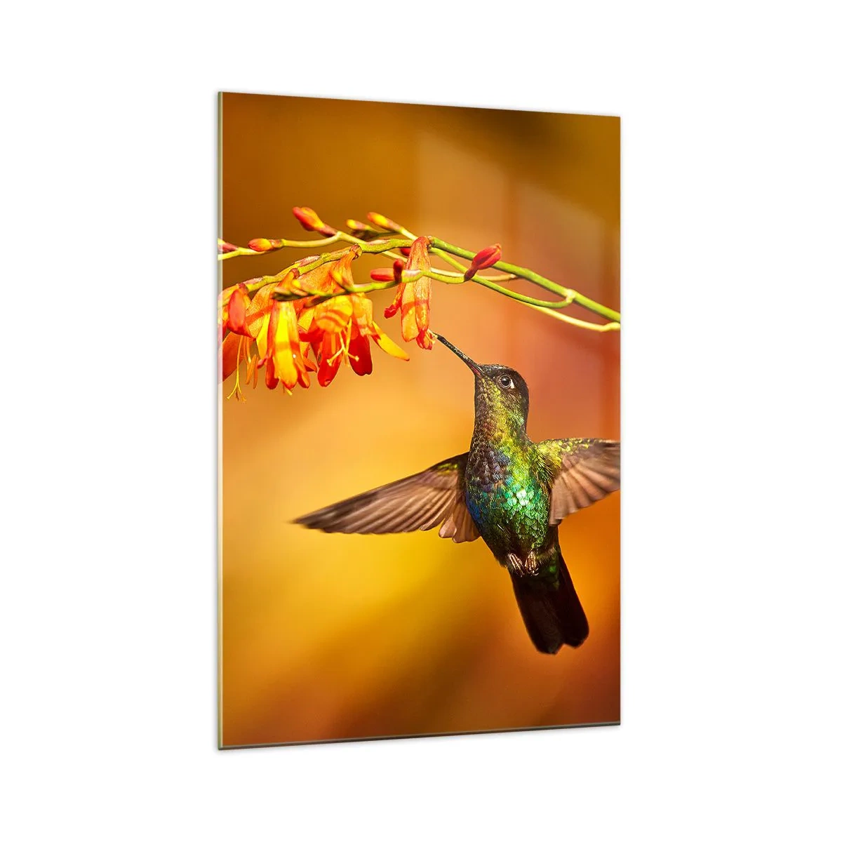 Cuadro sobre vidrio - Impresiones sobre Vidrio - Colibrí junto a una flor bajo la cálida luz - 70x100cm - Mensajero de la luz - Decoración de pared moderna para salón y dormitorio ARTTOR