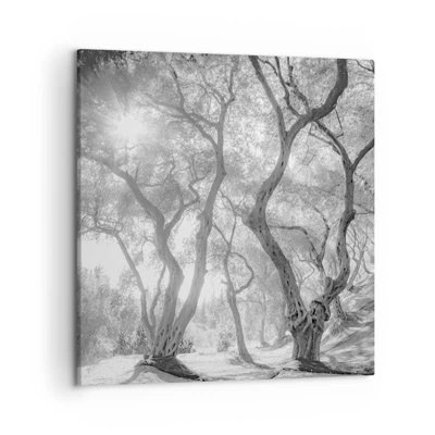 Cuadro sobre lienzo - Impresión de Imagen - En un olivar - 50x50 cm