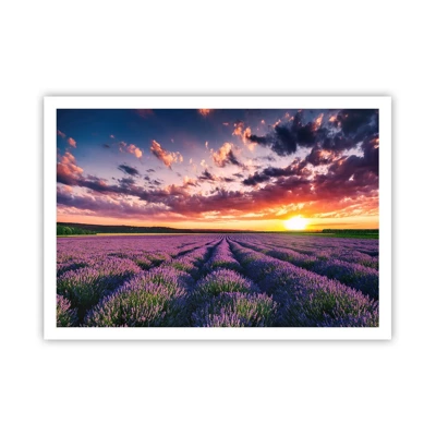 Póster - El mundo de la lavanda - 100x70 cm