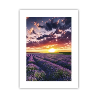 Póster - El mundo de la lavanda - 30x40 cm