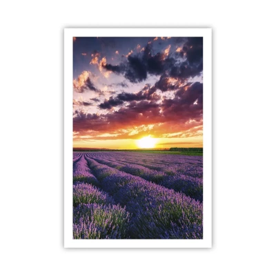 Póster - El mundo de la lavanda - 61x91 cm