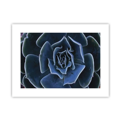 Póster - Flor del desierto - 40x30 cm