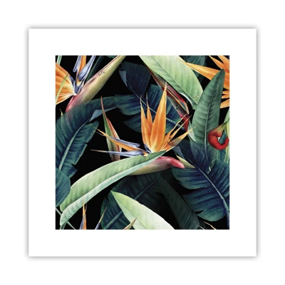 Póster - Flores de llamas de los trópicos - 30x30 cm