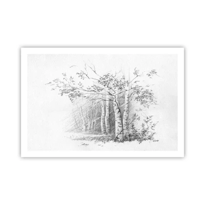 Póster - La luz de un bosque de abedules - 91x61 cm