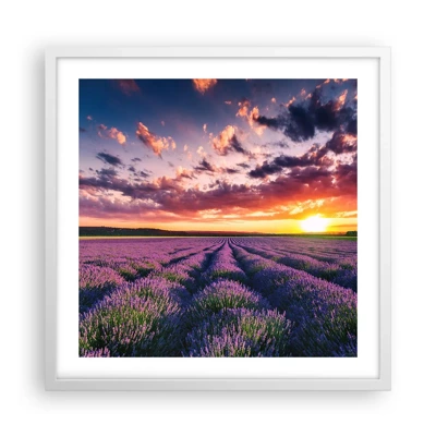 Póster en marco blanco - El mundo de la lavanda - 50x50 cm