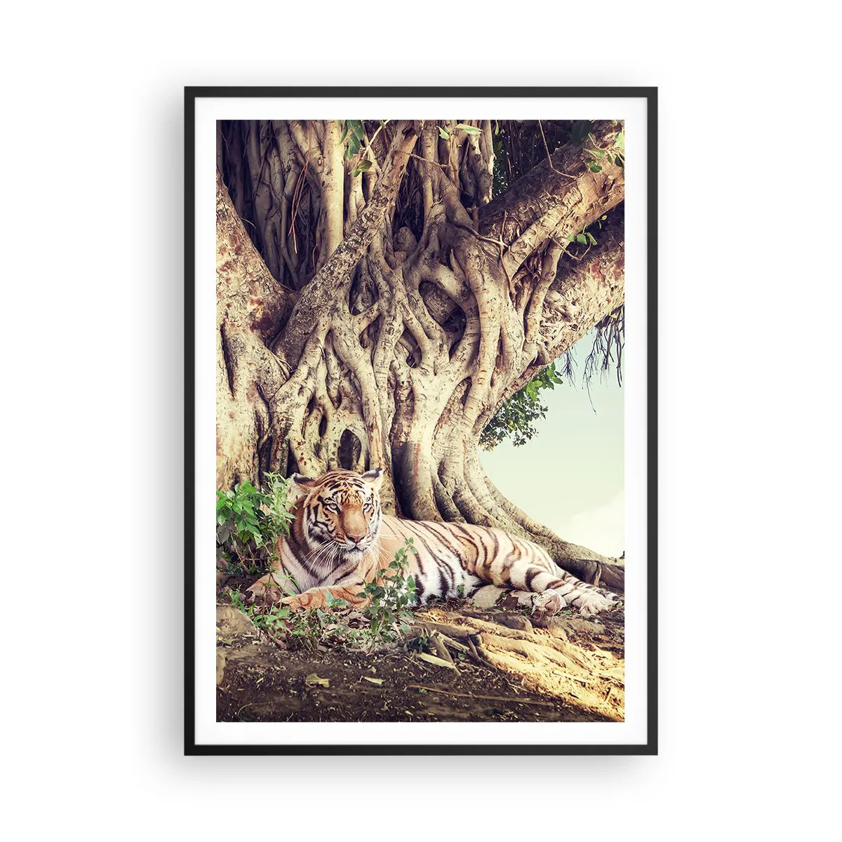 Póster en marco negro Arttor 100x70 cm - Una visión desde el Génesis -  Tigre De Bengala, India, Paisaje, Naturaleza, Árbol, Para el salón, Para el