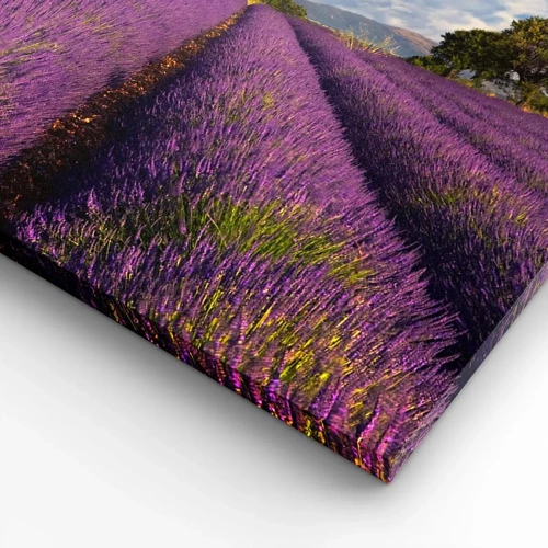 Cuadro sobre lienzo - Impresión de Imagen - Campos de lavanda - 70x50 cm