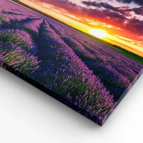 Cuadro sobre lienzo - Impresión de Imagen - El mundo de la lavanda - 70x50 cm